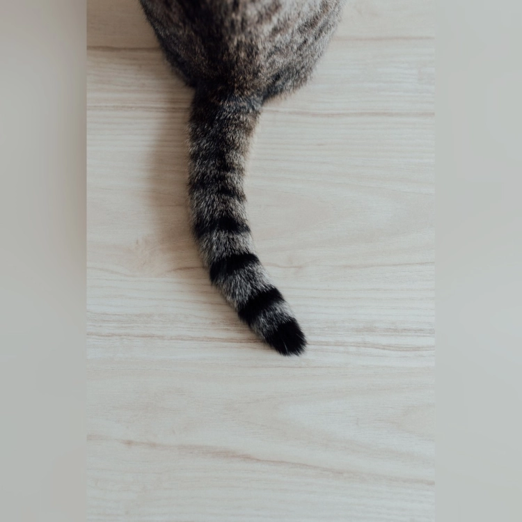 577
